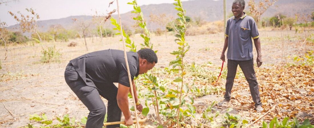 Tanzania’s plan to grow lush forests from forgotten trees
